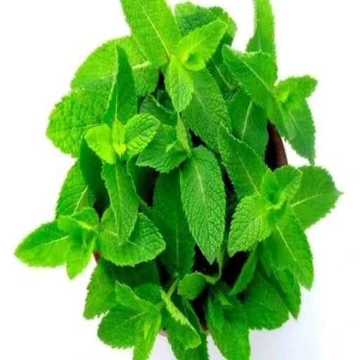  عکس پونه